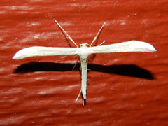 Hellinsia homodactylus