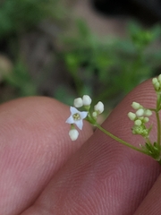 Galium mexicanum