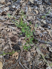 Galium mexicanum