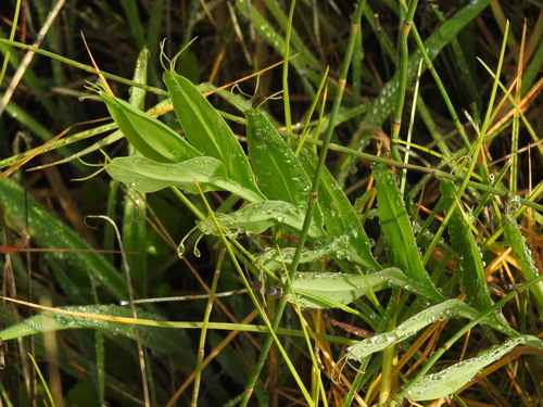 Image of Lathyrus ochrus by (c) Duarte Frade, some rights reserved (CC BY)