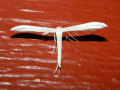 Hellinsia homodactylus