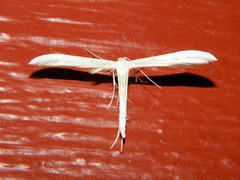 Hellinsia homodactylus