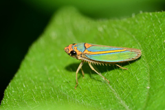 Graphocephala aurolineata