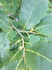 Dryocosmus kuriphilus