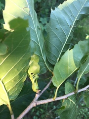 Dryocosmus kuriphilus