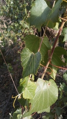 Vitis arizonica