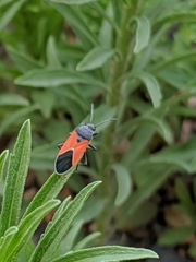 Melanopleurus belfragei