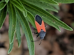 Melanopleurus belfragei