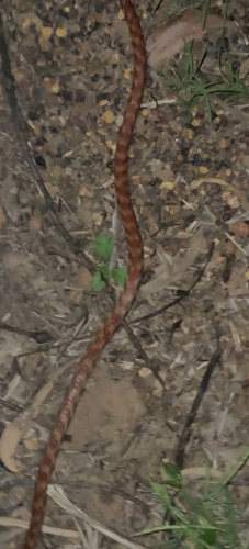 Brown Tree Snake sighting