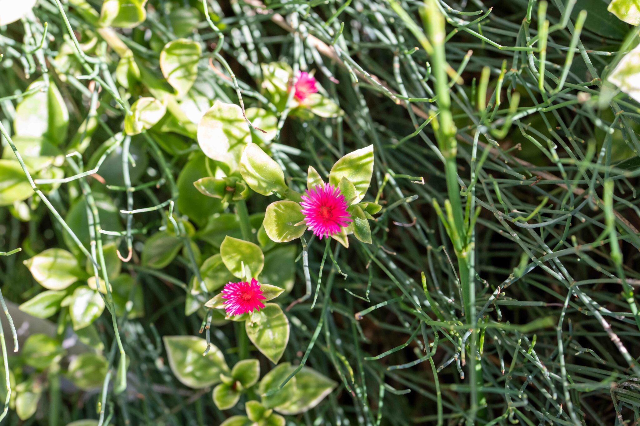 Imagem de Aptenia ou Rosinha-de-sol