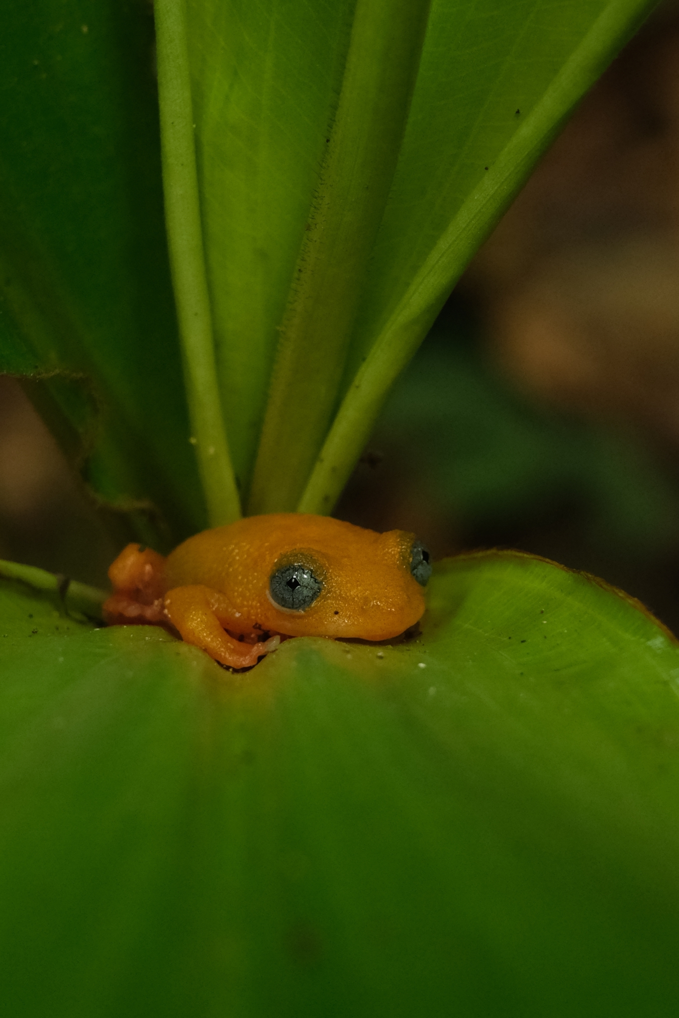 Morere's Blue-Eyed Frog