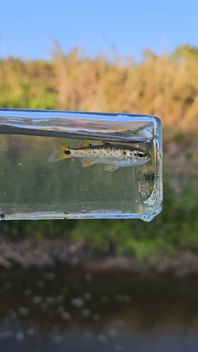 Mountain mullet (Agonostomus monticola) — Mugilidae