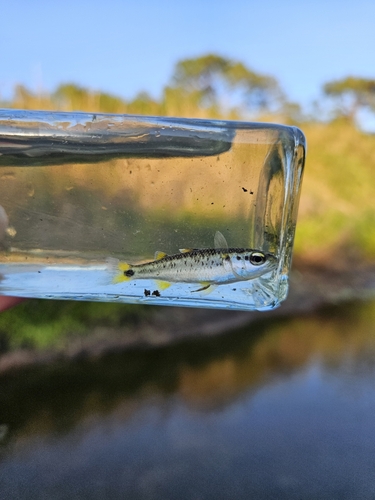 Bergharder (Agonostomus monticola) — Mugilidae — 5