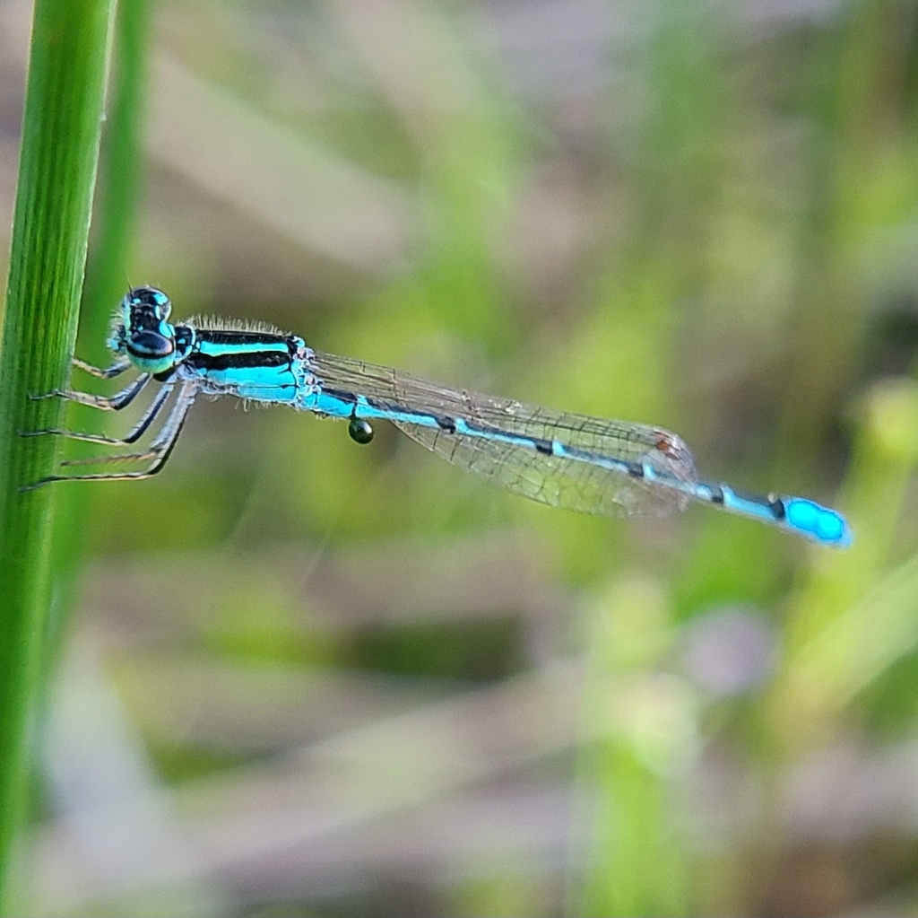 Acanthagrion minutum