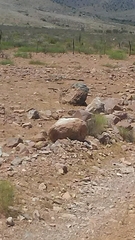 Crotaphytidae