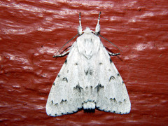 Acronicta vulpina