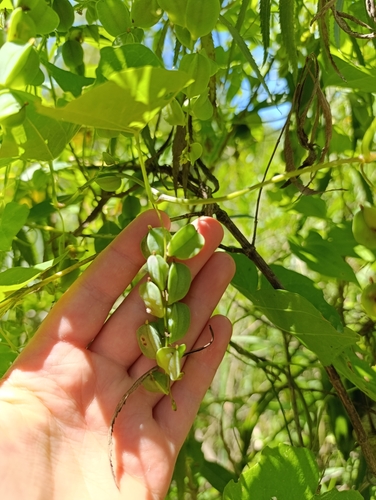 Dioscorea sinuata (Dioscorea sinuata)