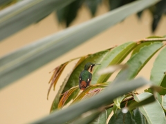 Chaetocercus heliodor