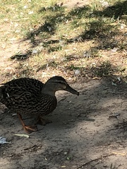 Anas platyrhynchos