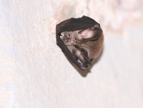 king horseshoe bat (Rhinolophus rex) — Endangered Mammalia