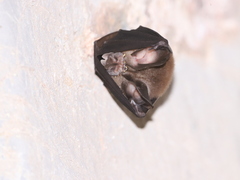 King Horseshoe Bat photo 1