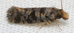 Amydria margoriella