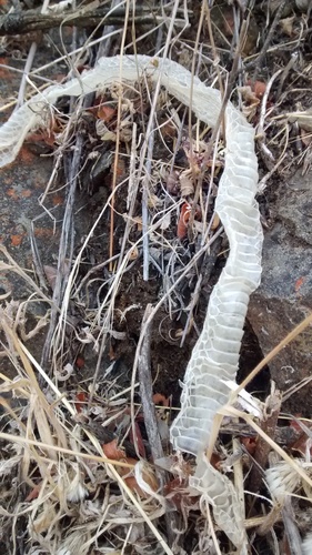 Colubridae