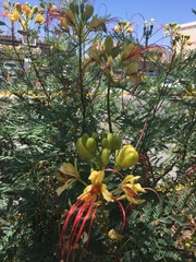 Erythrostemon gilliesii