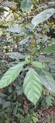 Cape ivy (Thomandersia)