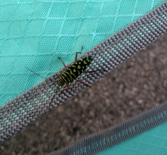 Placosternus difficilis