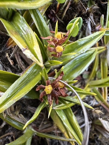 Astelia pumila (Astelia pumila)