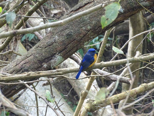 Taiwan Vivid Niltava (Niltava vivida), photo 7