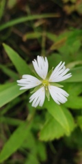 Stellaria radians