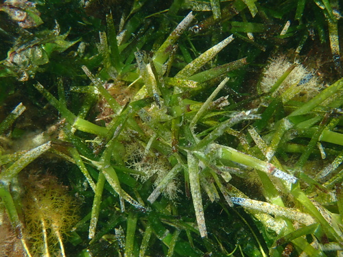 Amphibolis griffithii