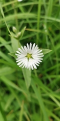Stellaria radians