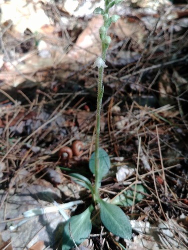 Checkered rattlesnake plantain (Goodyera tesselata)