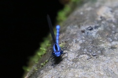 Argia chelata