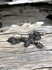 Aplerotus maculatus