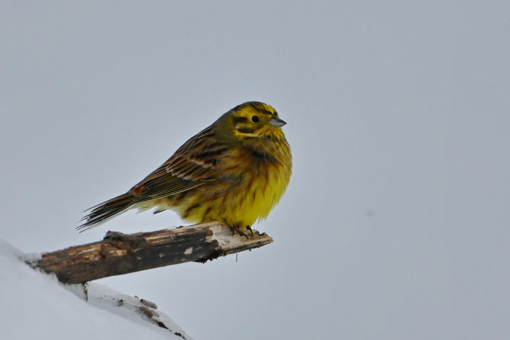 Yellowhammer