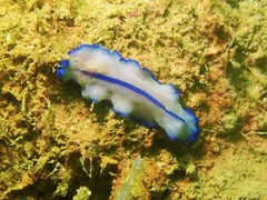 Pseudoceros concinnus