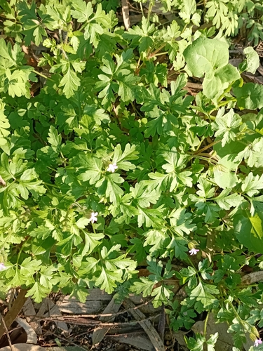 Foto de Gerânio
