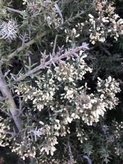 Colletia hystrix