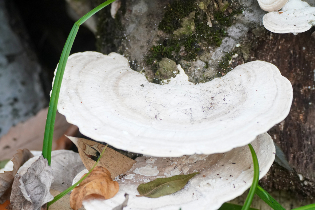 Trametes orientalis · January 2025 · photo: © tbc_watanabe (iNaturalist, cc-by)