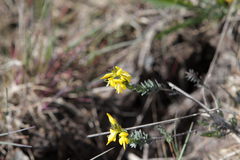Genista anglica