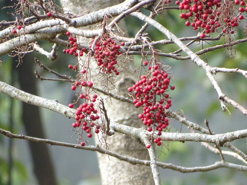 Image of Idesia polycarpa by (c) 百香果, some rights reserved (CC BY)