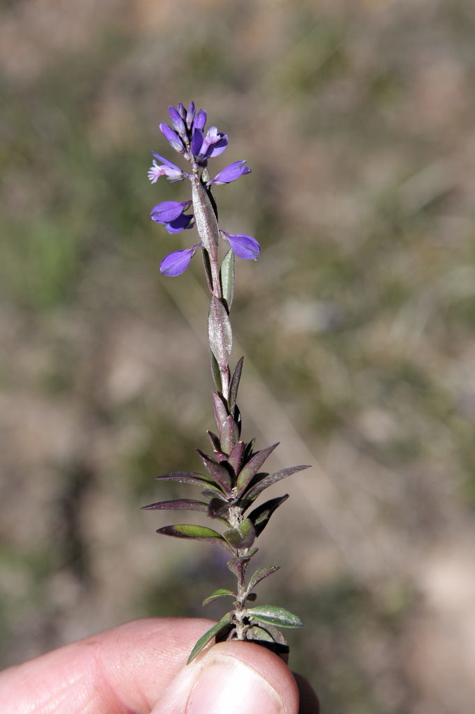 Heath Milkwort