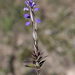 Polygala serpyllifolia - Photo (c) jfgodeau, μερικά δικαιώματα διατηρούνται (CC BY-SA), uploaded by jfgodeau
