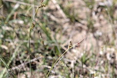 Carex panicea