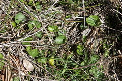 Viola palustris