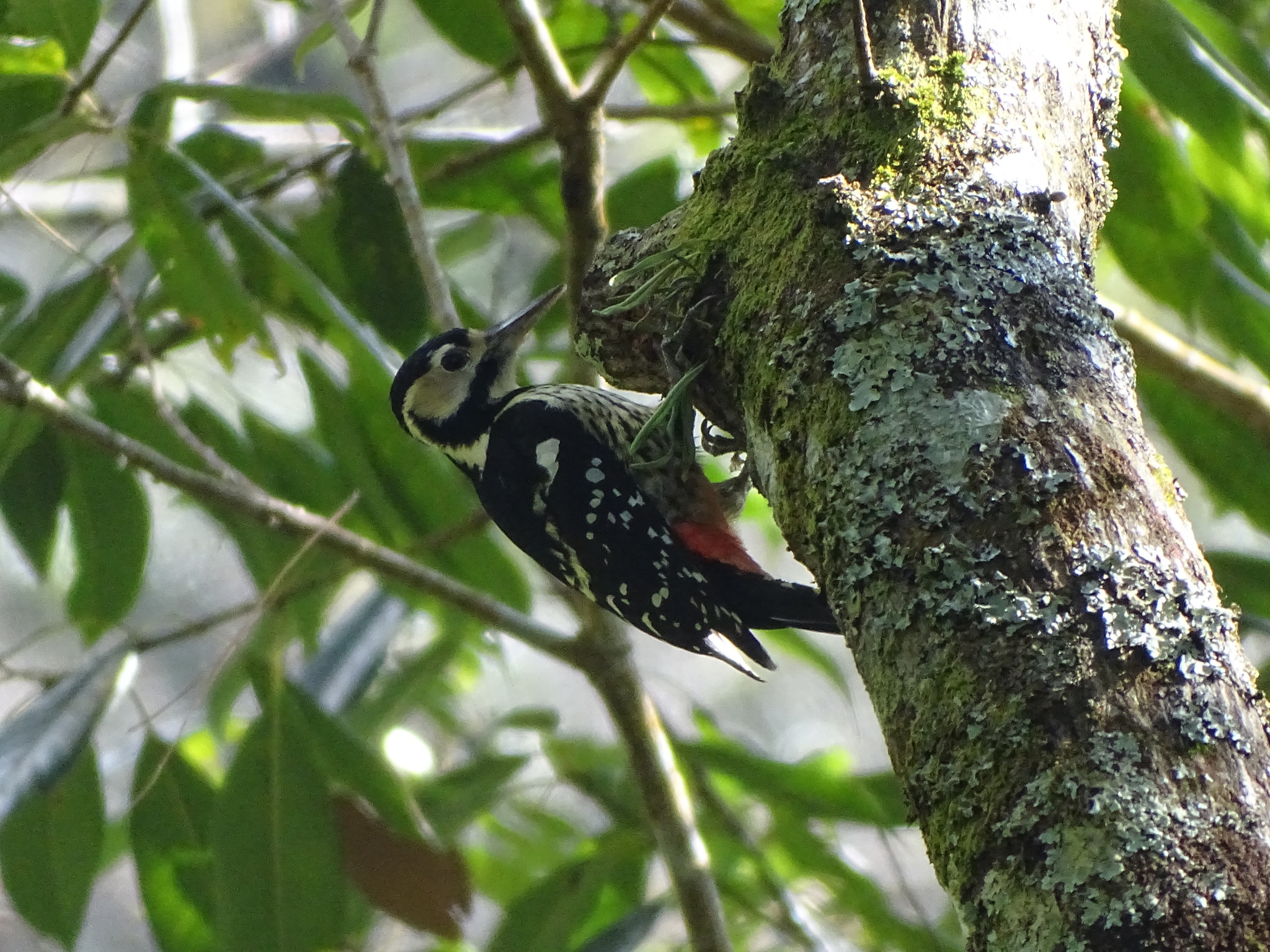 White-backed Woodpecker